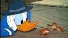 Donald Duck Et Chip N Dale Épisodes Complets Compilation Hd